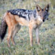 On The Road - lashonharangue - Botswana - Boteti River [2 of 2] 5