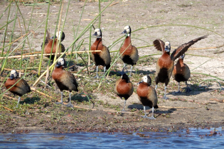 On The Road - lashonharangue - Botswana - Boteti River [1 of 2] 5