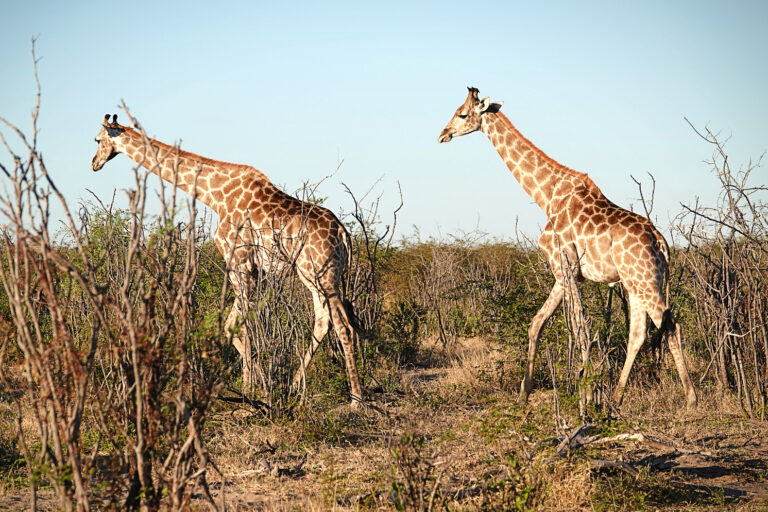 On The Road - lashonharangue - Botswana - Boteti River [2 of 2] 4