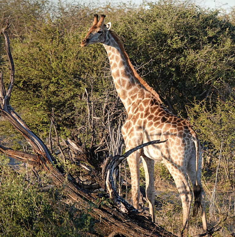 On The Road - lashonharangue - Botswana - Boteti River [2 of 2] 3