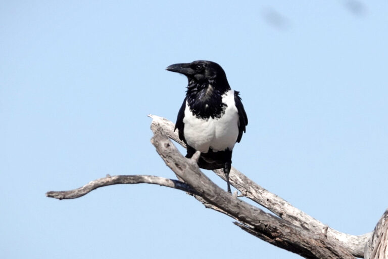 On The Road - lashonharangue - Botswana - Boteti River [1 of 2] 3