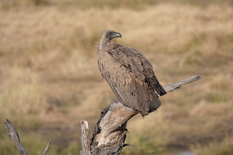 On The Road - lashonharangue - Botswana - Boteti River [1 of 2] 2