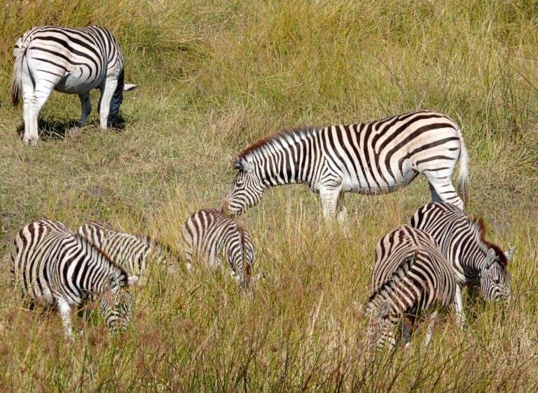 On The Road - lashonharangue - Botswana - Boteti River [2 of 2] 2