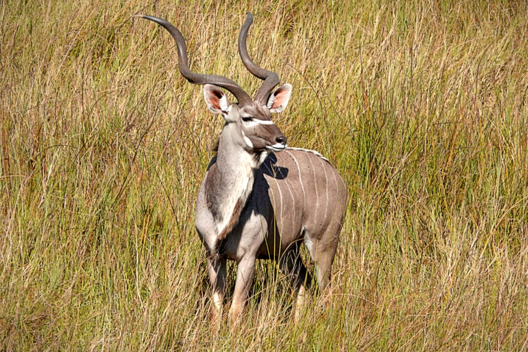 On The Road - lashonharangue - Botswana - Boteti River [2 of 2]