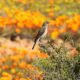 On The Road - Mike S. (now with a Democratic Congressperson!) - A Superbloom of flowers in Namaqualand, South Africa, August 2024 6
