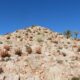 On The Road - Mike S. (now with a Democratic Congressperson!) - Succulents and birds in Namaqualand  - Part 3 9