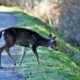 On The Road - Mike in Oly - Winter at Billy Frank Jr.-Nisqually National Wildlife Refuge pt. 2 1