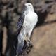 On The Road - Albatrossity - Krider's Hawk