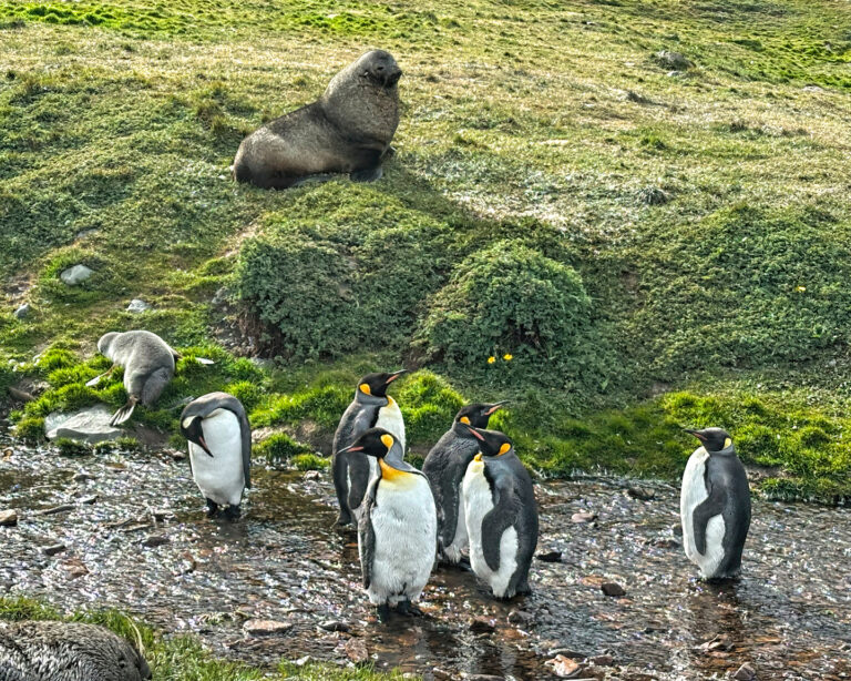On The Road - arrieve - South Georgia, part 2 6