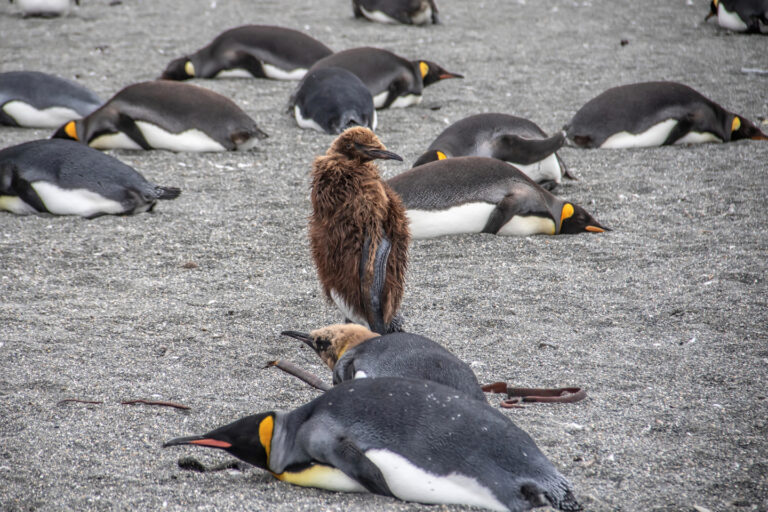 On The Road - arrieve - South Georgia, part 3 1