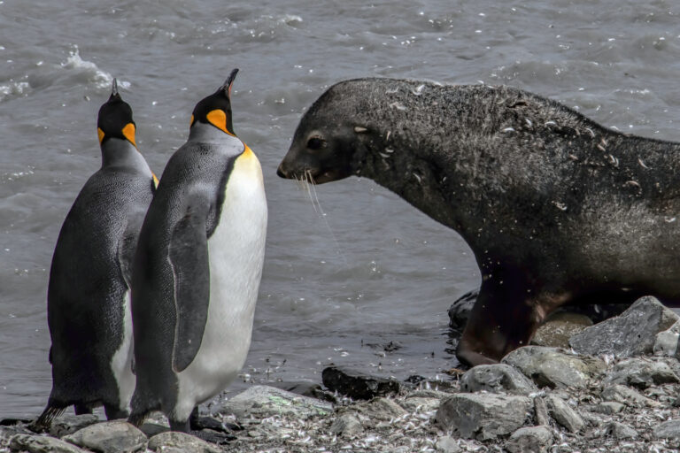 On The Road - arrieve - South Georgia, part 3