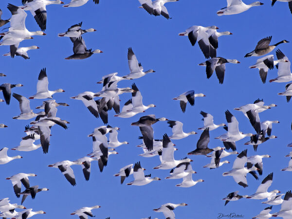 On The Road - Albatrossity - Winter birds 3 1