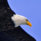 On The Road - Albatrossity - Winter birds 4 6