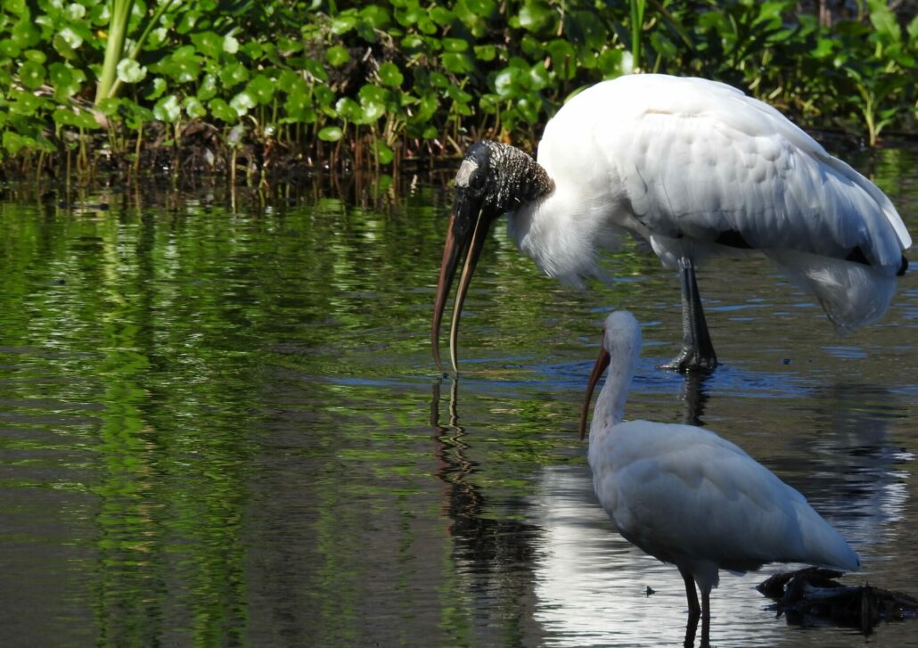 Large white Wood Stork with scaly black head wading in water. A White Ibis is in the foreground. 
