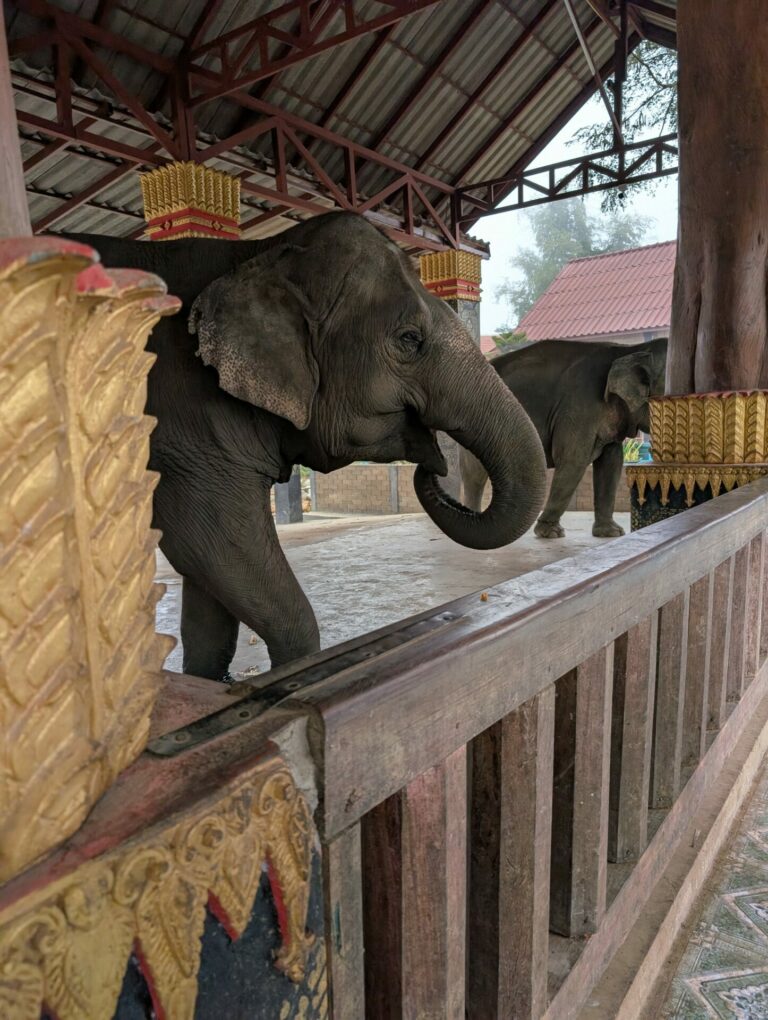 On The Road - Auntie Anne - Southeast Asia - Laos - Kuang Si Waterfall and Others 8