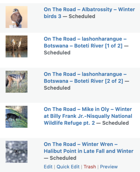 On The Road - Albatrossity - Winter birds 3 10