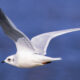 On The Road - Albatrossity - On the road to Dodge City 5