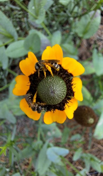 Sunday Morning Garden Chat:  Going Native 8