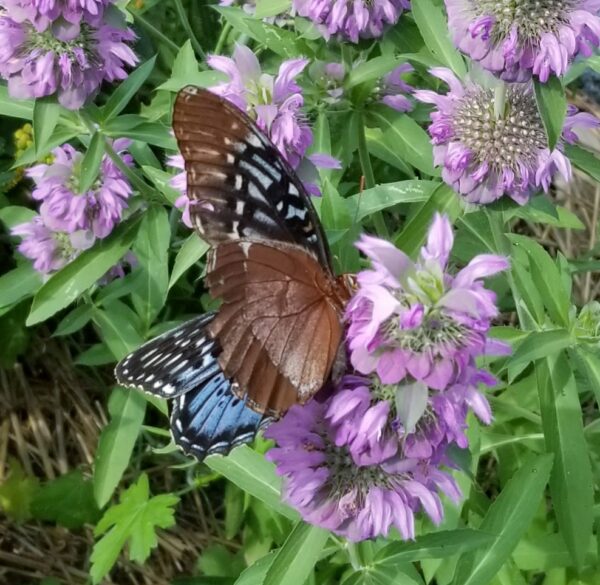 Sunday Morning Garden Chat:  Going Native 9