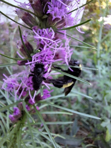 Sunday Morning Garden Chat:  Going Native 10