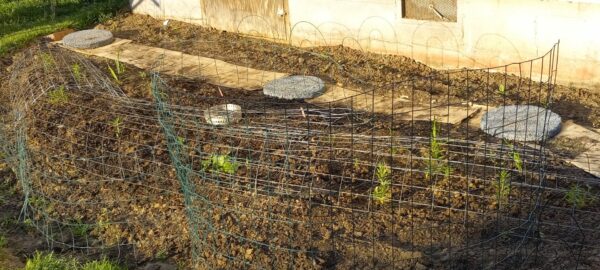 Sunday Morning Garden Chat:  Going Native