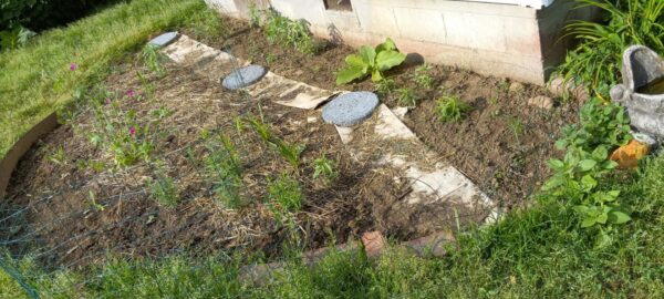 Sunday Morning Garden Chat:  Going Native 1