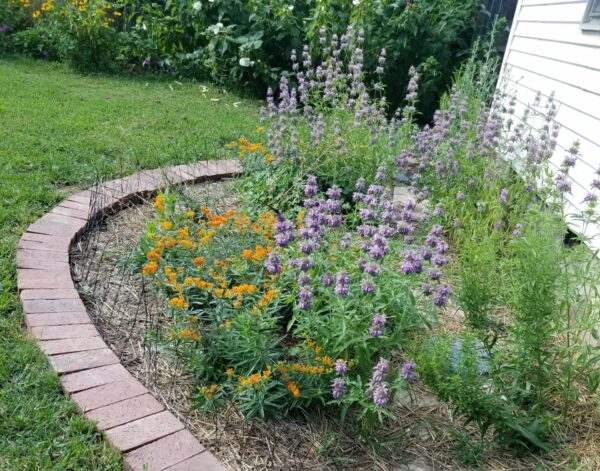 Sunday Morning Garden Chat:  Going Native 2