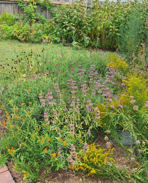 Sunday Morning Garden Chat:  Going Native 3