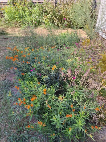 Sunday Morning Garden Chat:  Going Native 4