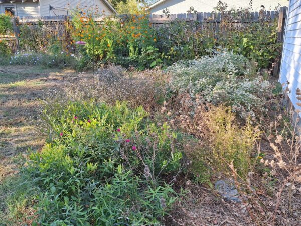 Sunday Morning Garden Chat:  Going Native 5