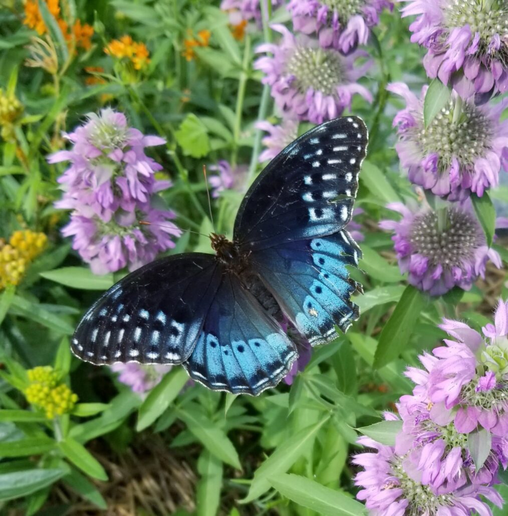 Sunday Morning Garden Chat:  Going Native 6