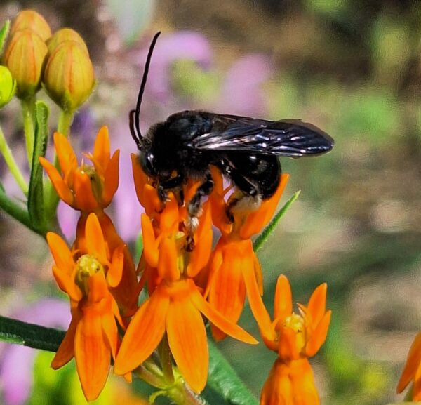 Sunday Morning Garden Chat:  Going Native 7