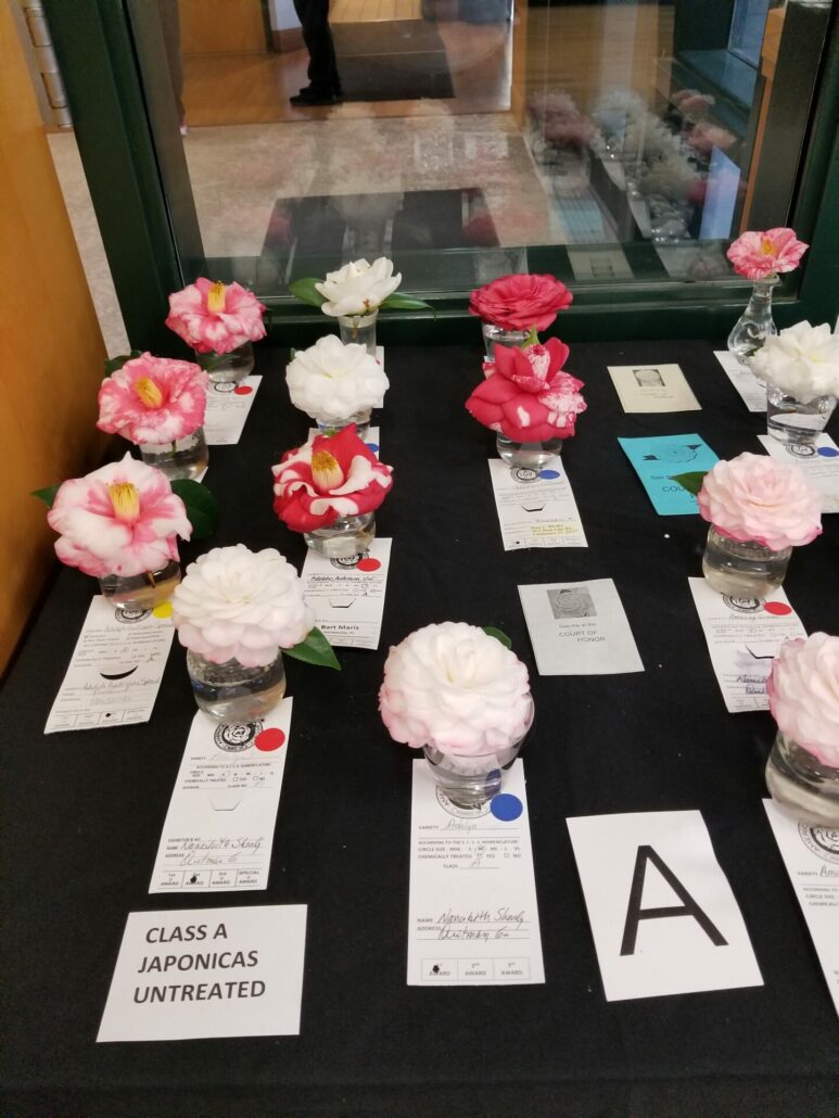 Sunday Morning Garden Chat: More Camellias 10