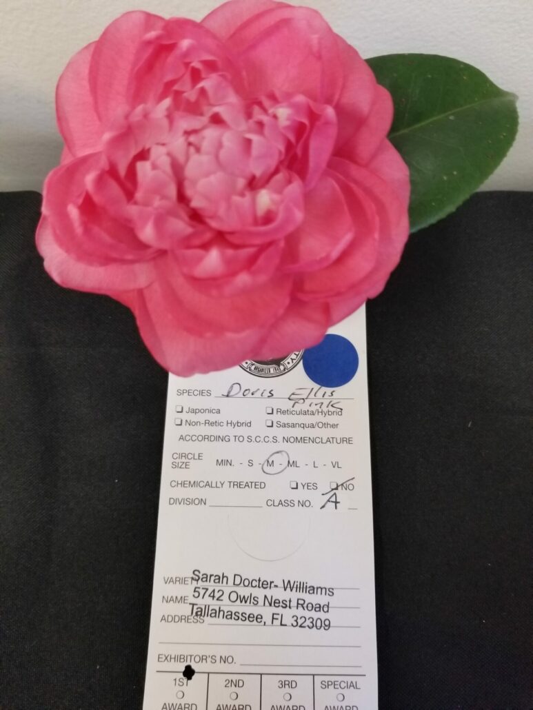Sunday Morning Garden Chat: More Camellias 12