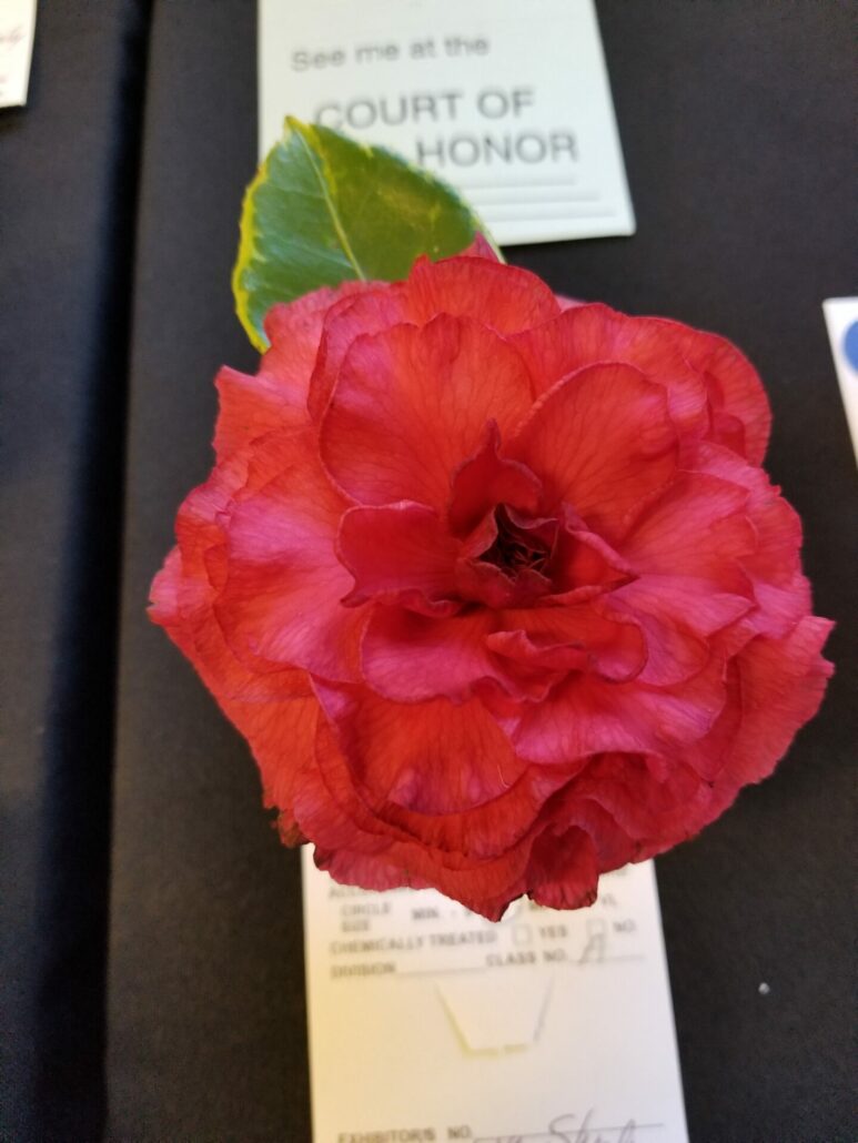 Sunday Morning Garden Chat: More Camellias 1
