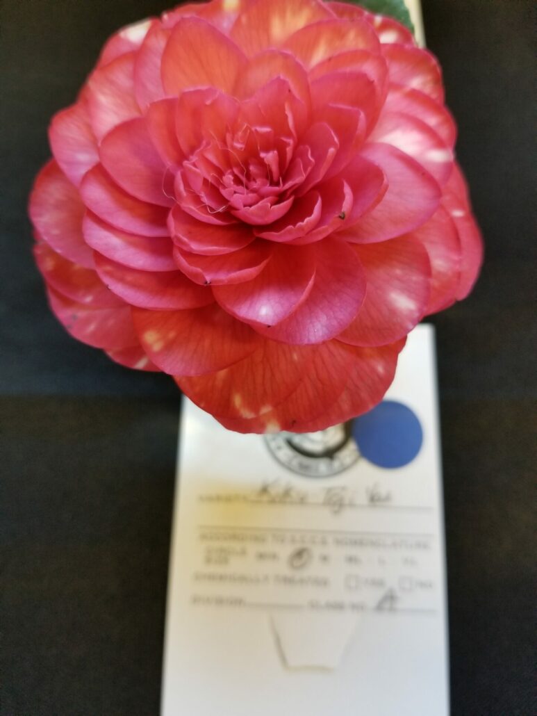 Sunday Morning Garden Chat: More Camellias 2