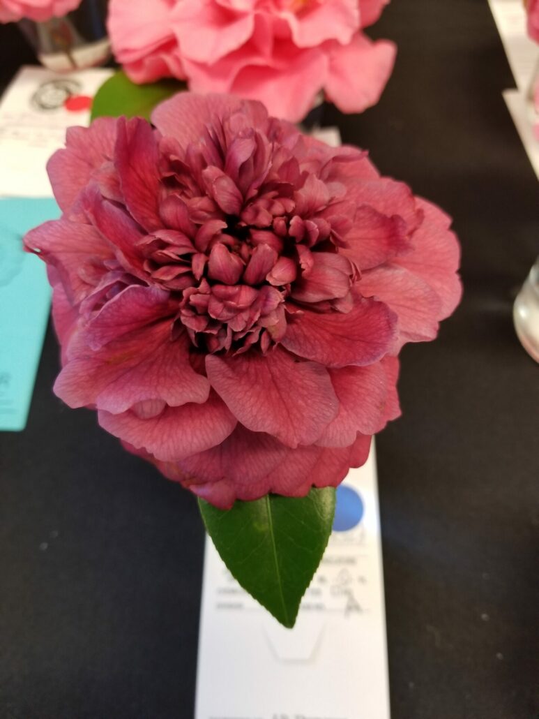 Sunday Morning Garden Chat: More Camellias 3