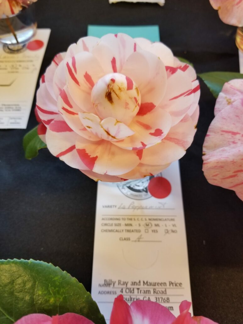 Sunday Morning Garden Chat: More Camellias 4