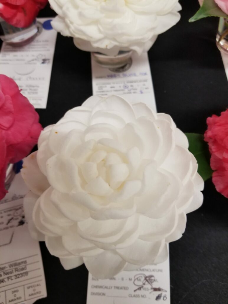 Sunday Morning Garden Chat: More Camellias 5