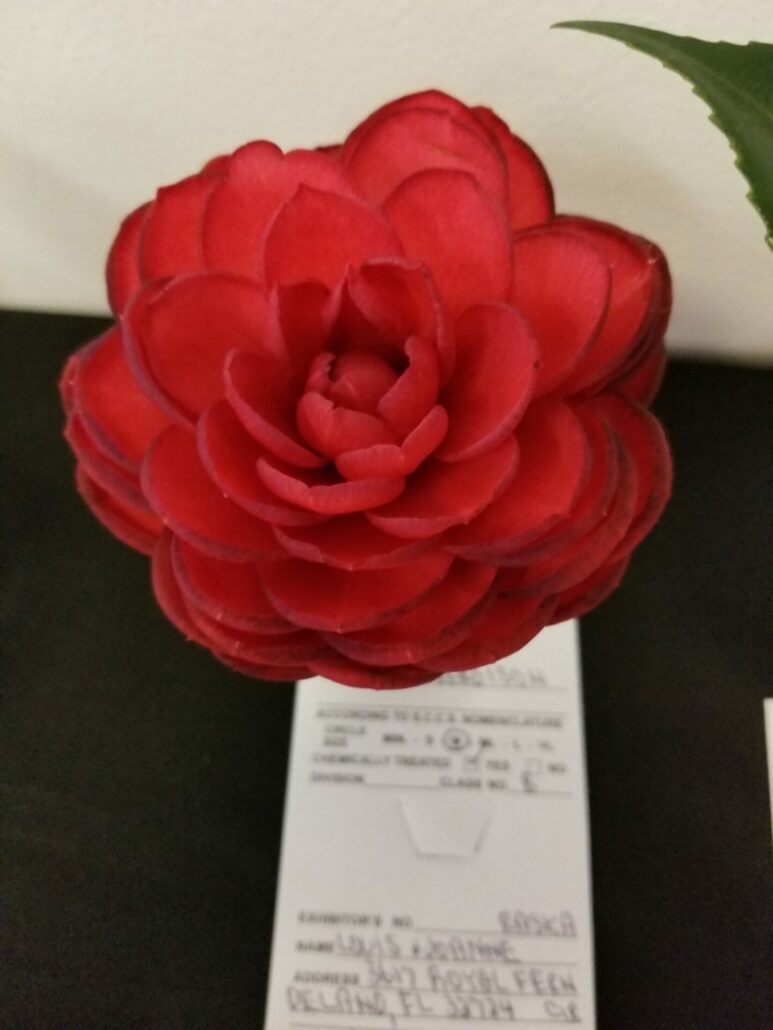 Sunday Morning Garden Chat: More Camellias 6