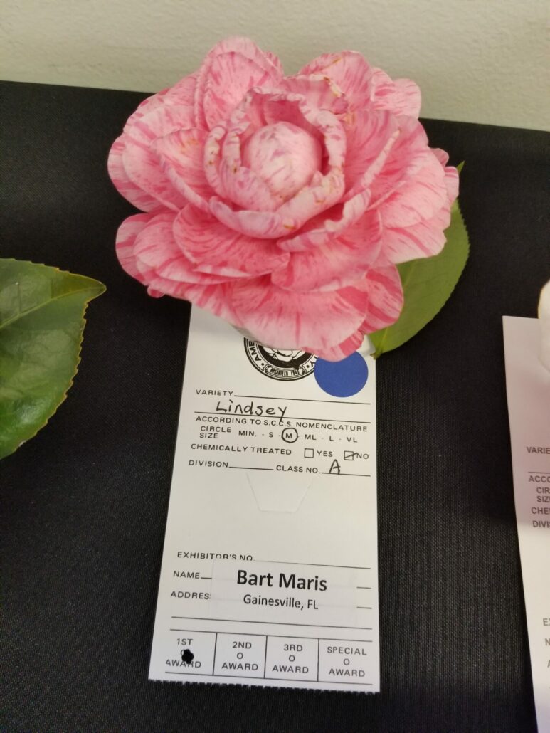 Sunday Morning Garden Chat: More Camellias
