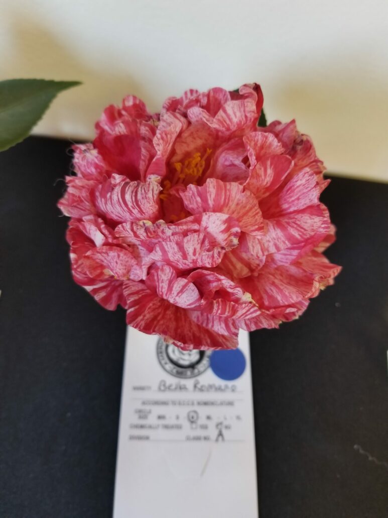 Sunday Morning Garden Chat: More Camellias 7