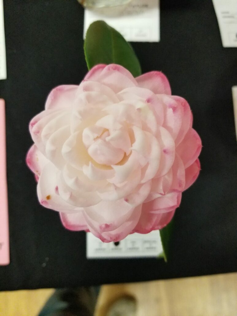 Sunday Morning Garden Chat: More Camellias 8