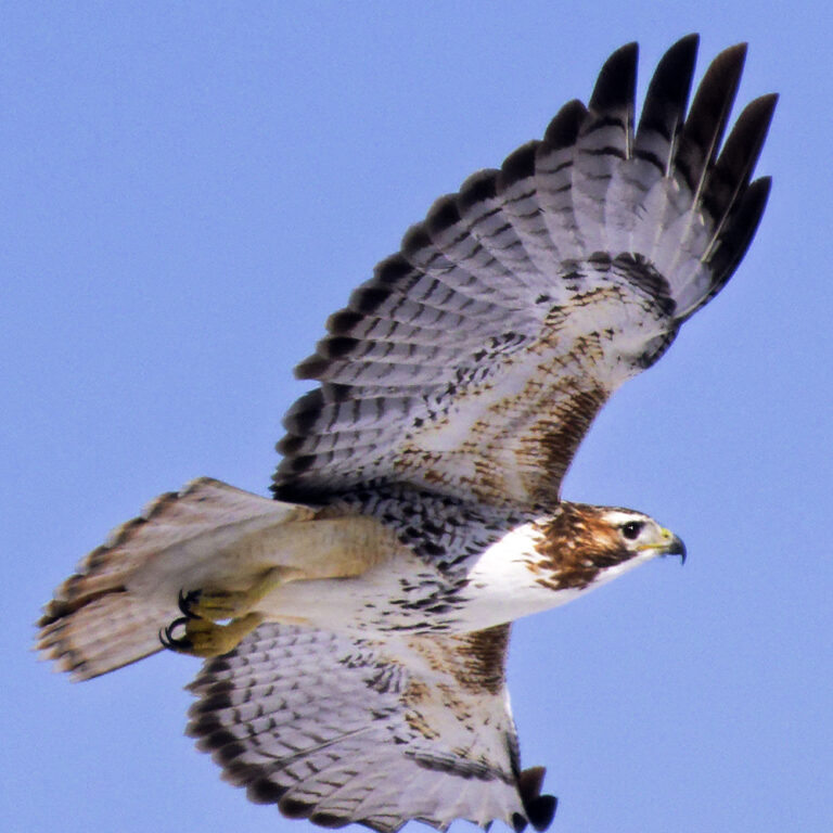 On The Road - Albatrossity - Hawks of Winter 1