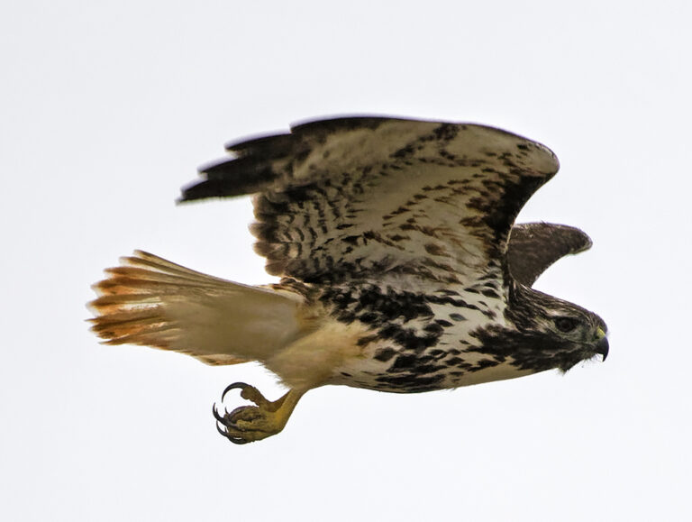 On The Road - Albatrossity - Hawks of Winter 3