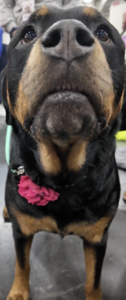 On The Road - ema - Do Dogs Hate Crowds? 6