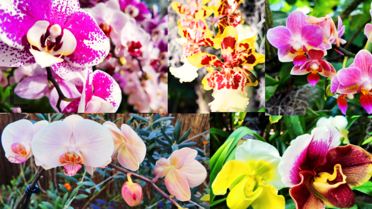 On The Road - ema - 2025 NYBG Orchid Show - Mexican Modernism