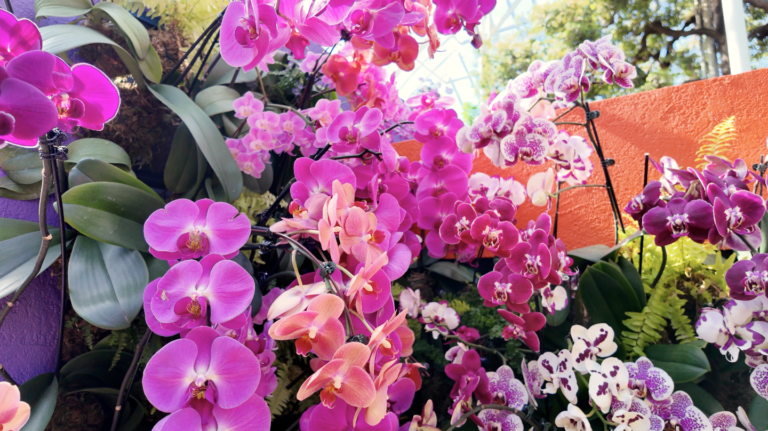 On The Road - ema - 2025 NYBG Orchid Show - Mexican Modernism 8