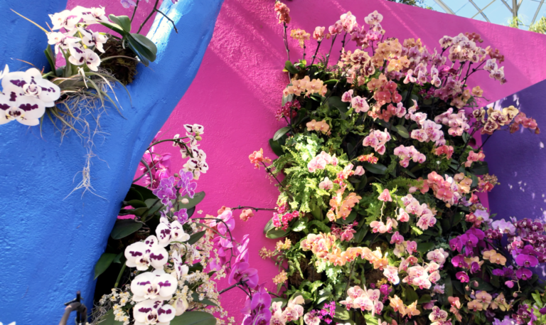 On The Road - ema - 2025 NYBG Orchid Show - Mexican Modernism 7