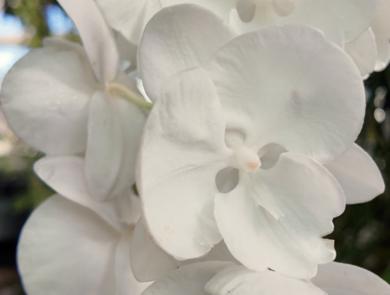 On The Road - ema - 2025 NYBG Orchid Show - Mexican Modernism 5